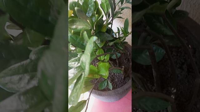 Zamioculcas é um género botânico, pertencente à família Araceae, boa luminosidade e meia sombra