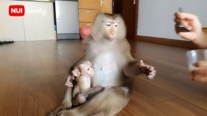Monkey baby Nui and Poni | Nui Family