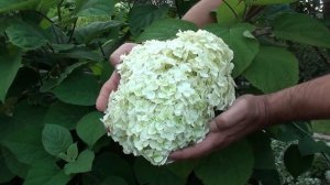 Гортензия Уход, Чем Подкормить и как Поливать.