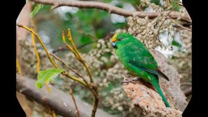 клетка для какарика/ птичий рай