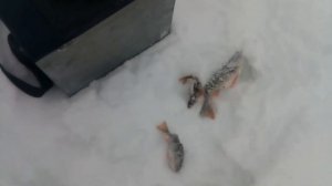 Зимняя рыбалка на заливе Бюза. КВХ.