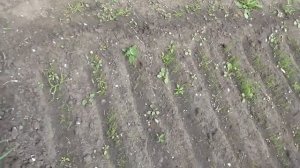 Как растет лук чернушка