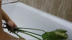 Ждала монстеру Тайское Созвездие из Тайланда 7 мес? СГНИЛИ КОРНИ? Адаптация + результат ч/з 2 недел