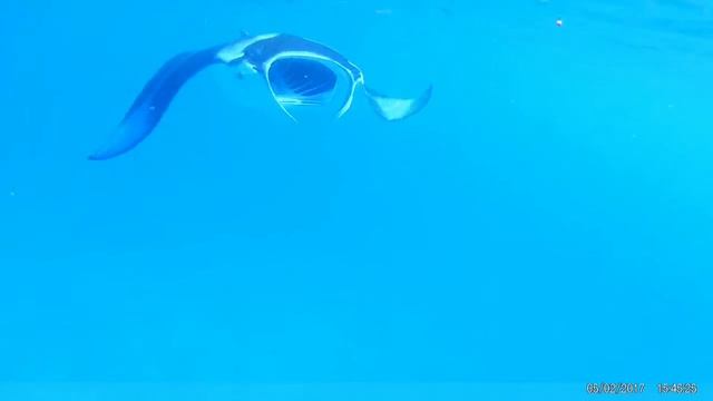 о.Укулхас, встреча с скатом Манта (Мальдивы) смотреть онлайн