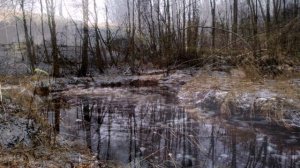 Кабанчики в поселке Березовка - окрестности поселка Березовка