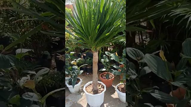 Dracaena Draco Dragon Tree Or Yucca? Please Subscribe.