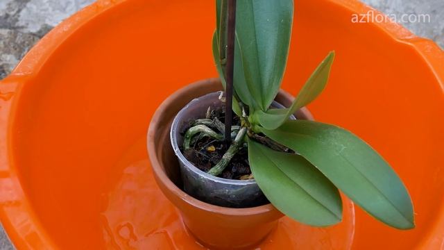 КАК ПОЛИВАТЬ ОРХИДЕЮ ФАЛЕНОПСИС ПРАВИЛЬНО? смотреть онлайн