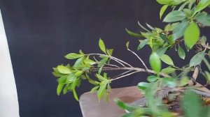 BONSAI FICUS TIGER BARK DISEÑO Y TRANSPLANTE *