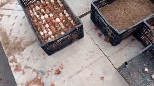 Высадка тюльпанов в опилки