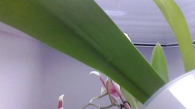 Как ухаживать за куклой ?!) смотреть онлайн