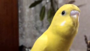 Гоша говорящий попугай - видео 1