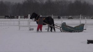Заездка молодой лошади в сани - первый раз запрягли.