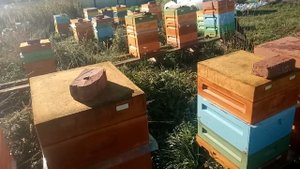 Подготовка пчел к зимовке в ульях ппу на воле Закормка.