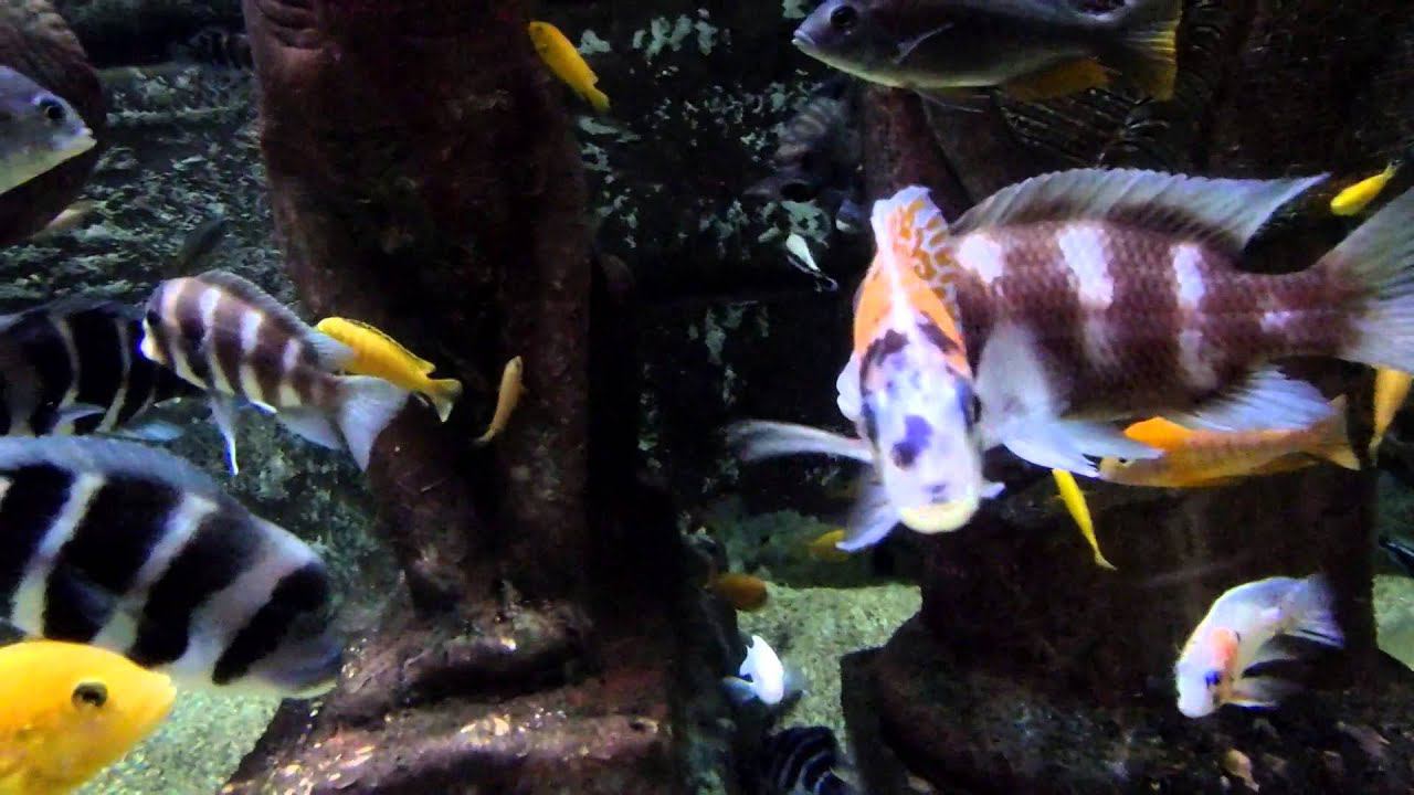 Аквариум в Анталии смотреть онлайн