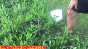 Действует ли уксус против муравьев, мой эксперимент, проверяем в деле самый честный обзор. Часть 2.