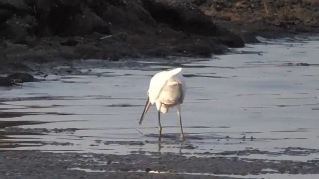 ТОНЦЮВАЛЬНИЙ ЗООПАРК смотреть онлайн