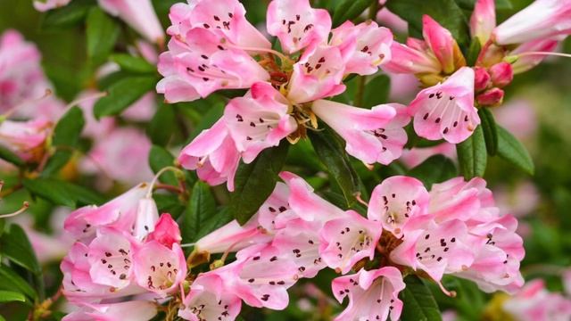 Manolo Galván. Te Quise Te Quiero y Te Querré смотреть онлайн