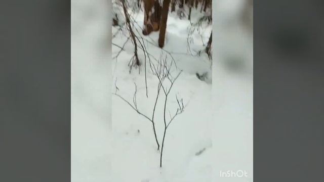 охота на куницу,отличный кун смотреть онлайн