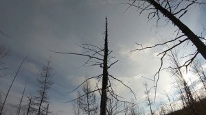 По тайге на квадроцикле "сокол 1,5". Немного элементов охоты на соболя из под собаки