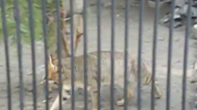 новосибирский зоопарк. кот лесной смотреть онлайн