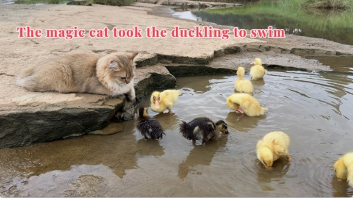 Wonderful animals! The kitten actually led the duckling to swim in the river.So cute and funny.