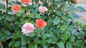 Розы спрей Оранж беби (Orange Babyflo), Тереса (Teresa), Алегрия (Alegria), Лаваглут (Lavaglut).