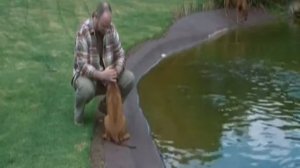 Планета собак 2011. Родезийский риджбек