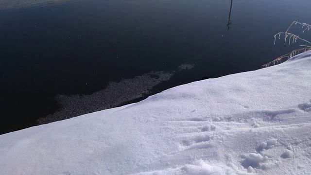 Норка. Дикая норка. На рыбалке. смотреть онлайн