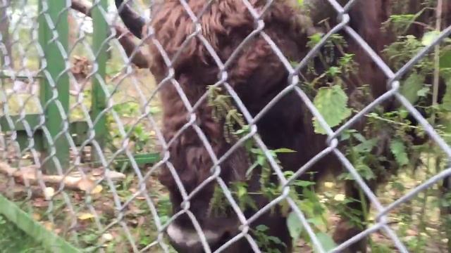 Символ Беларуси смотреть онлайн