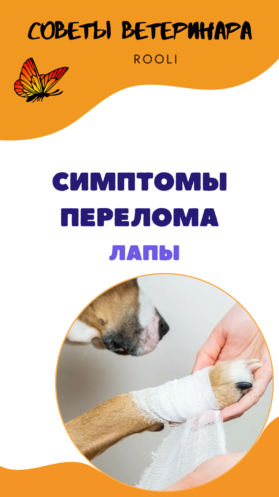 Симптомы перелома лапы у питомцев - собак, кошек, шиншилл, хомяков. смотреть онлайн