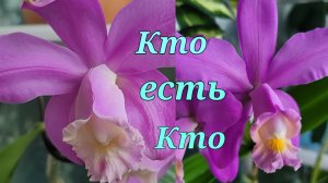 Кто есть Кто??? Cattleya loddigesii, Cattleya harrisoniana....