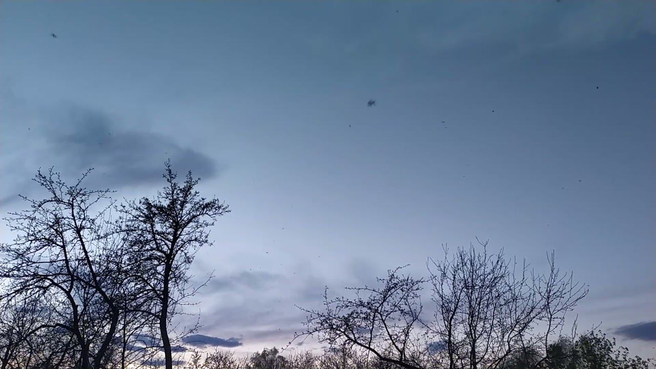 Майские жуки смотреть онлайн