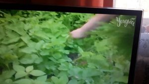 реклама и 2 анонса канала усадьба