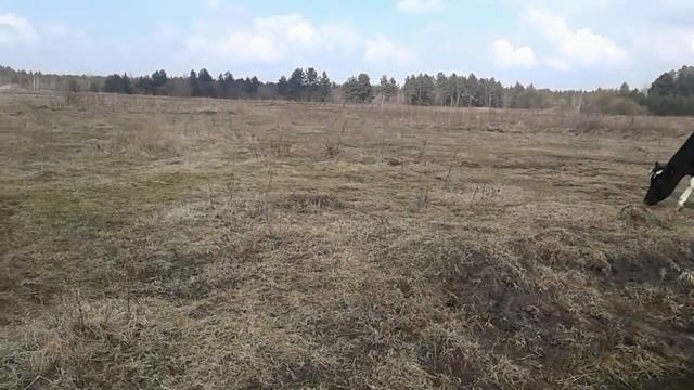 Коровы на прогулке,водопой ,хочется пастись! смотреть онлайн