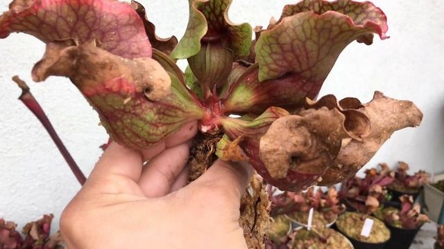 Sarracenia Purpurea: DIVIDING MOTHER PLANT! смотреть онлайн