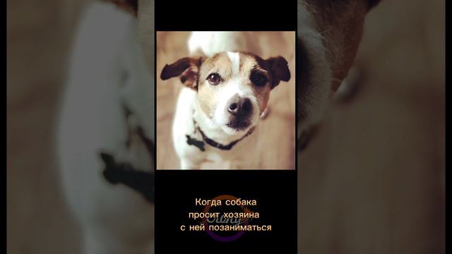 Занятия для собак. Как часто и как долго вы занимаетесь со своими собаками? #Shorts