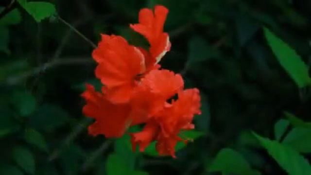 Mantra Ajai alai Mirabai Ceiba смотреть онлайн