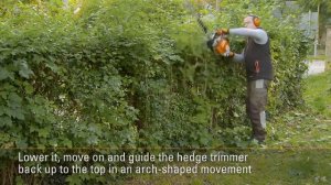 Бензиновый кусторез STIHL HS 81 R в работе