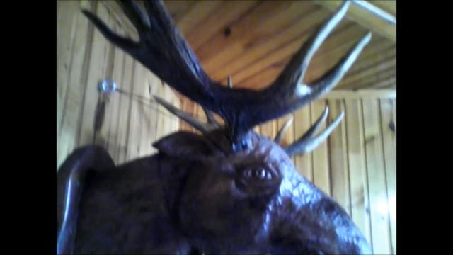 Объемная скульптура из дерева ГОЛОВА ЛОСЯ.Элемент дизайна вашего интерьера. смотреть онлайн