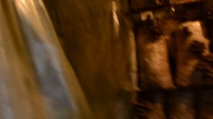 Грибы Вешенка.Итоги "Грубейших" нарушений Выращивания Грибов. Субстрат,Мицелий,Грибной блок.ОПАСНО!