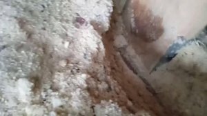 утепление потолка опилками/что стало с потолком через 2года.