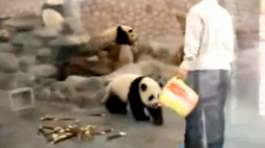Панды планируют побег из зоопарка