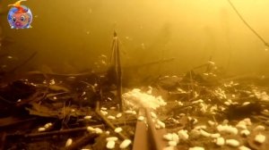 Всё о Карасе.Самая Большая в Мире пойманная Рыба Карась.