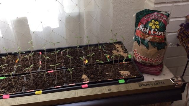 Что делать, что бы не было ЧЁРНОЙ НОЖКИ на стебле рассады томатов / Сезон 2017 смотреть онлайн