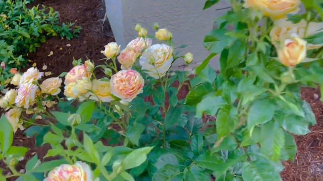 Pop Art Rose Spring 2023 смотреть онлайн