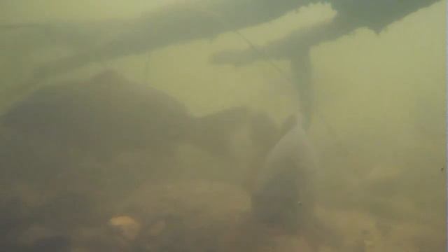 Австралийские карпы с подводной камерой Fishfocuscams-Pro смотреть онлайн