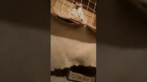 Голуби гульбадамы ПАРА 1200$. (Узбекские двухчубые бойные)