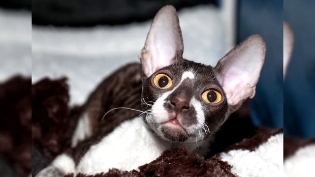 Cornish Rex. Pros and Cons, Price, How to choose, Facts, Care, History Rex смотреть онлайн