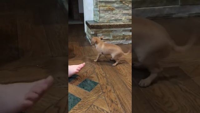 Рыженький бутузик тойтерьер смотреть онлайн