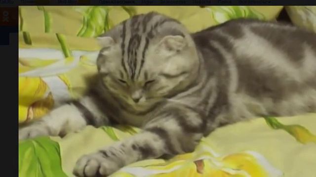 кот вырубился спать смотреть онлайн